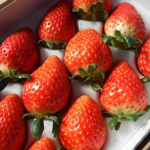 [先行予約]プレミアムな完熟スカイベリー(24粒または30粒)2トレイ800g| 栃木県 鹿沼市 産地直送 旬 いちご こだわり 高級品 贈答用 イチゴ 苺 果物 フルーツ 期間限定 ※2025年12月中旬〜2026年2月中旬頃に順次発送予定