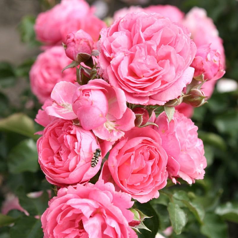 Beetrose „Moin Moin“ - rosa blühende Topfrose im L Topf - frisch aus der Gärtnerei - Pflanzen-Kölle Gartenrose