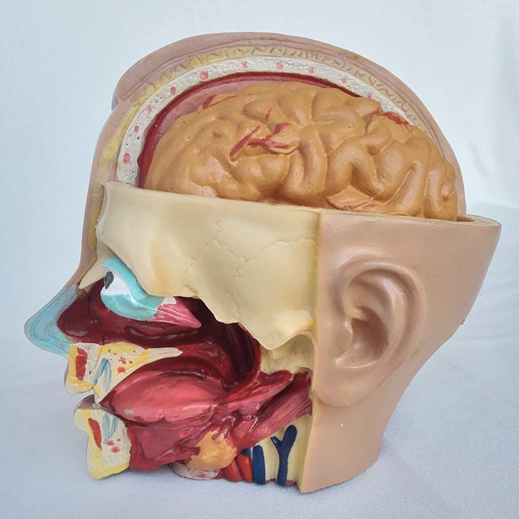 Modelo De Anatomía, Modelo De Anatomía del Cráneo, Modelo De Anatomía Humana, Modelo De Anatomía Arterial De La Cabeza, Libro De Texto De Secundaria