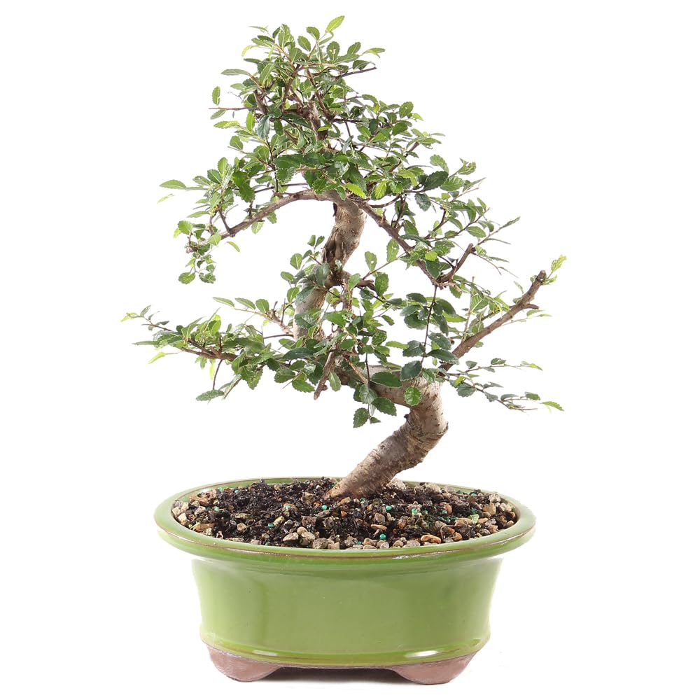 Brussel's Bonsai Live Chinese Elm Bonsai Tree, Outdoor - Medium, 7 Years Old, 8 to 10 inches Tall - Includes Decorative Ceramic Bonsai Pot