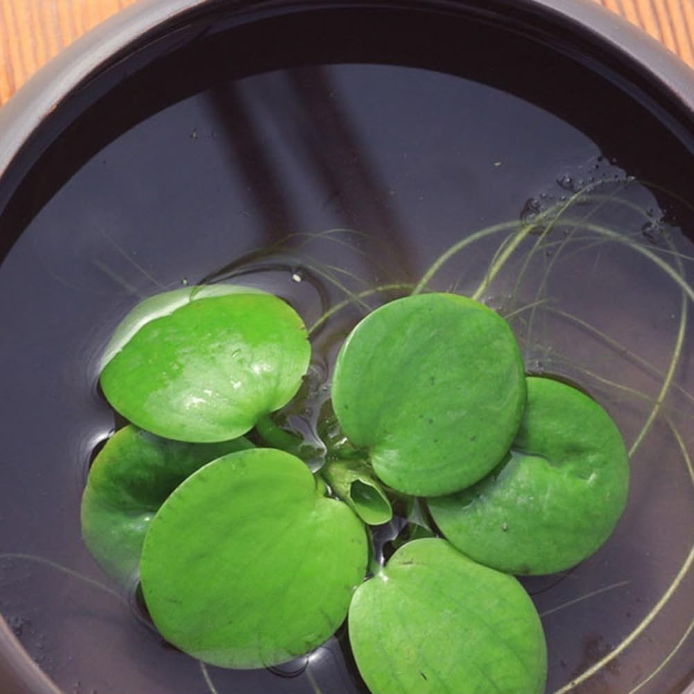 100 piezas de semillas de plantas, jacinto de agua Pistia Hottonia Ludwigia Pond Decor Semillas de plantas acuáticas B