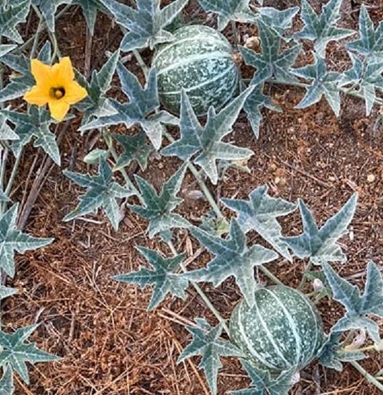 Amazon.com : Coyote Melon Seeds (10 Seeds) - Bright Striped Melon, Compact  Vines - 60-70 Days Till Ripe - Grows in Shade or Full Sun - Fruit Not  Edible : Patio, Lawn & Garden