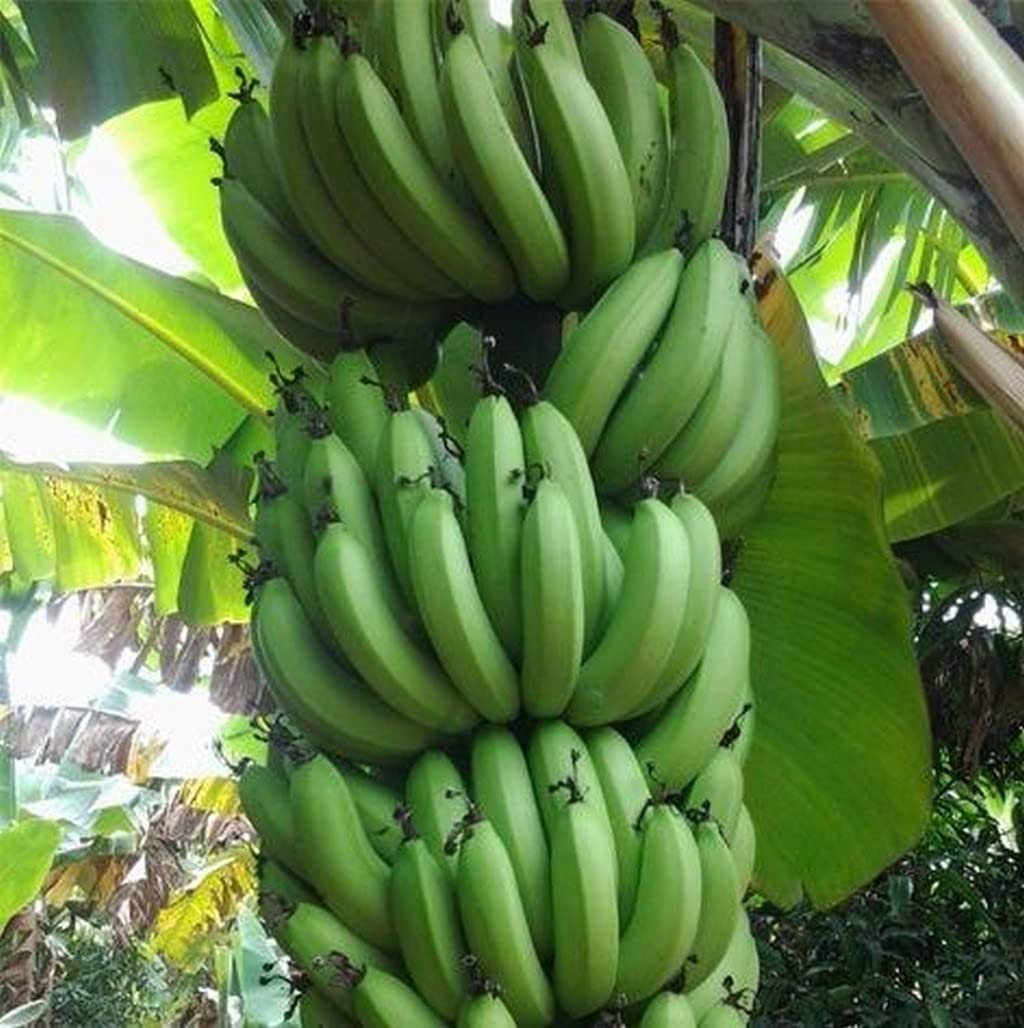 Creative Farmer Gardening Plant Rare Kerala Robusta Banana 1 Rhizome Home Garden (Healthy Live Plant) (B09L57FTQP) Amazon Price History, Amazon Price Tracker