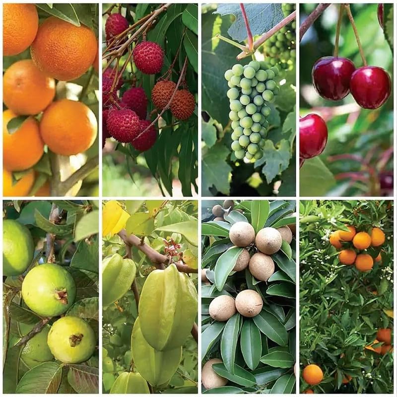 Guruji plantion Combo Pack of 8 Best Fruit PlantsFruit Plants for Terrace and Open Garden (B0D7PYQYJ7) Amazon Price History, Amazon Price Tracker
