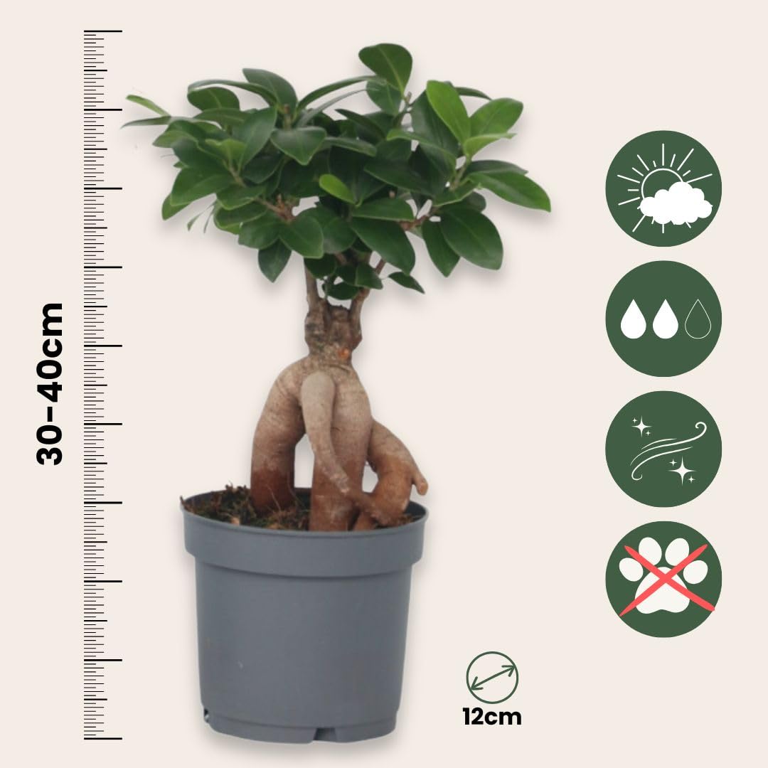 Plant in a Box - Bonsai Ficus Ginseng - Set de 4 - Plantas de interior - Maceta 12cm - Altura 30-40cm
