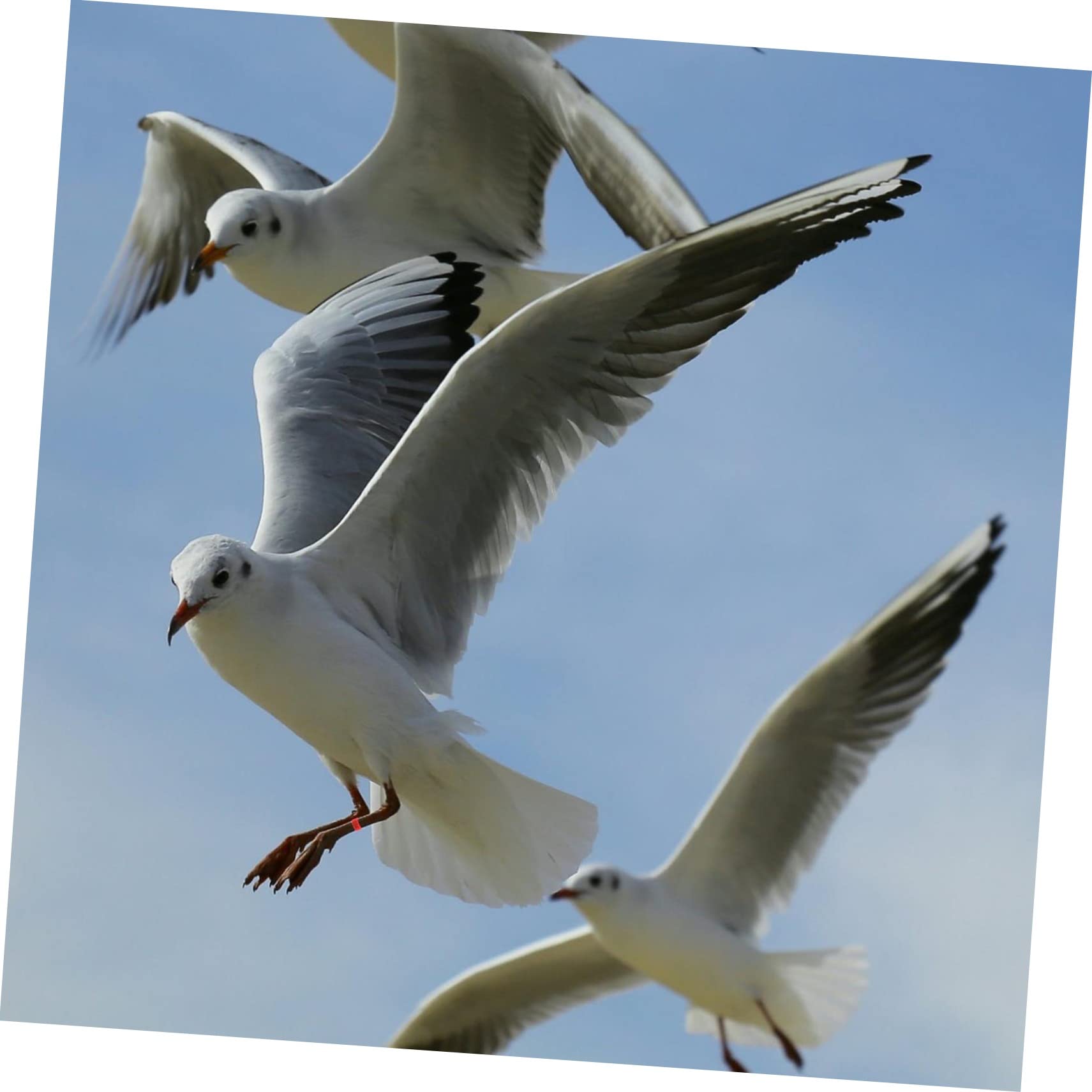 Hemoton 100 Pcs Foot Bands Bird Ring Leg Bands Lightweight Poultry Leg Rings Easy to Apply