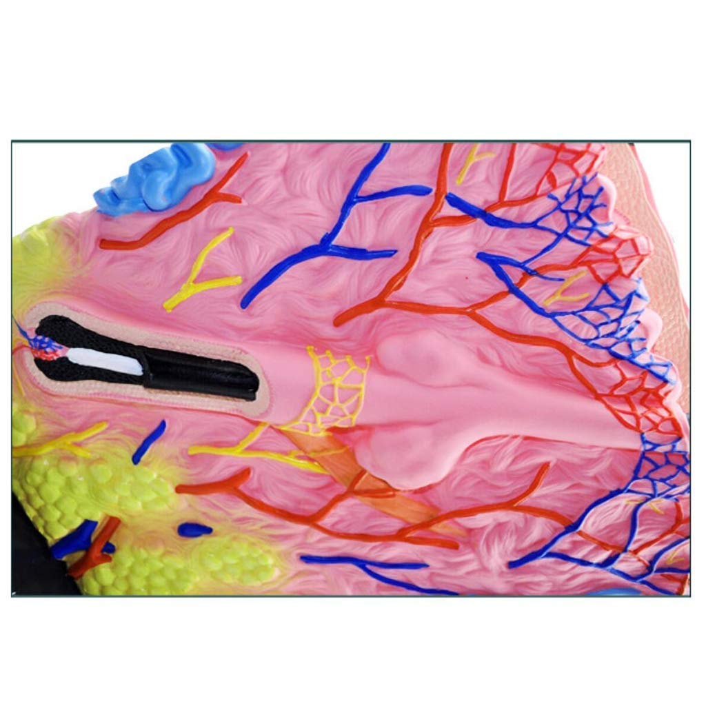 Modello anatomico Modello anatomico Pelle, Modello anatomico Umano scientifico - Lo Studio in Classe scienze Modelli scientifici Anatomia Umana - Aiuto Medico Modello anatomico Umano Modello schele