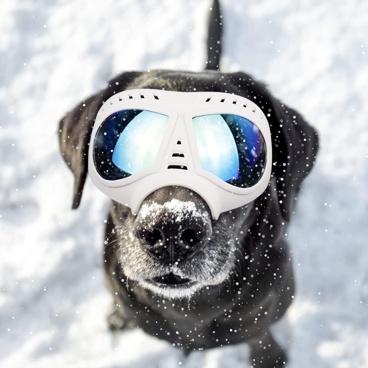 large dog goggles