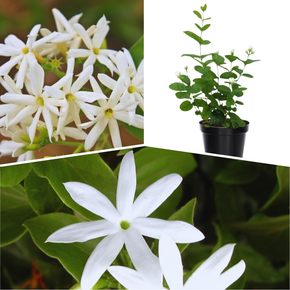 Jasmine♪❤️ 61BQloX+RdL._UF350,350_QL50_.jpg