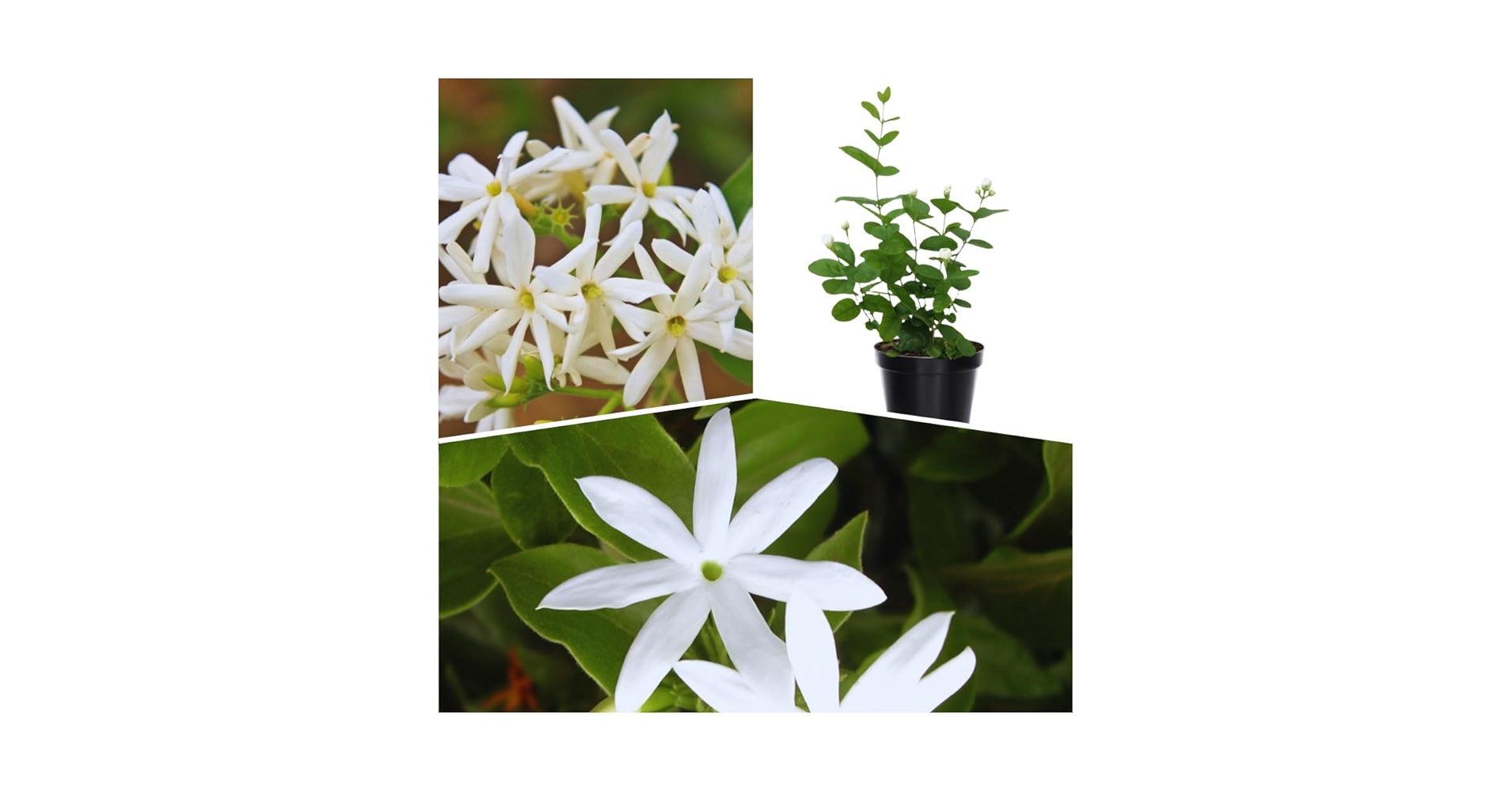 Amazon.com : 3 Jasmine Plant Indoor Live, Jasmine Flower