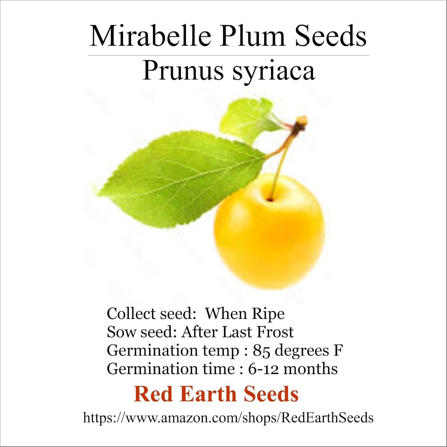 10 Mirabelle Plum Seeds - Prunus domestica subsp. syriaca (Organically Grown)
