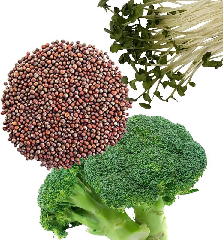 See full amazon price history chart for Broccoli Sprout Seeds Pack of 13 Broccoli Sprout Seeds Pack of 13 (B0CNH1XL9D) Amazon Price History, Amazon Price Tracker