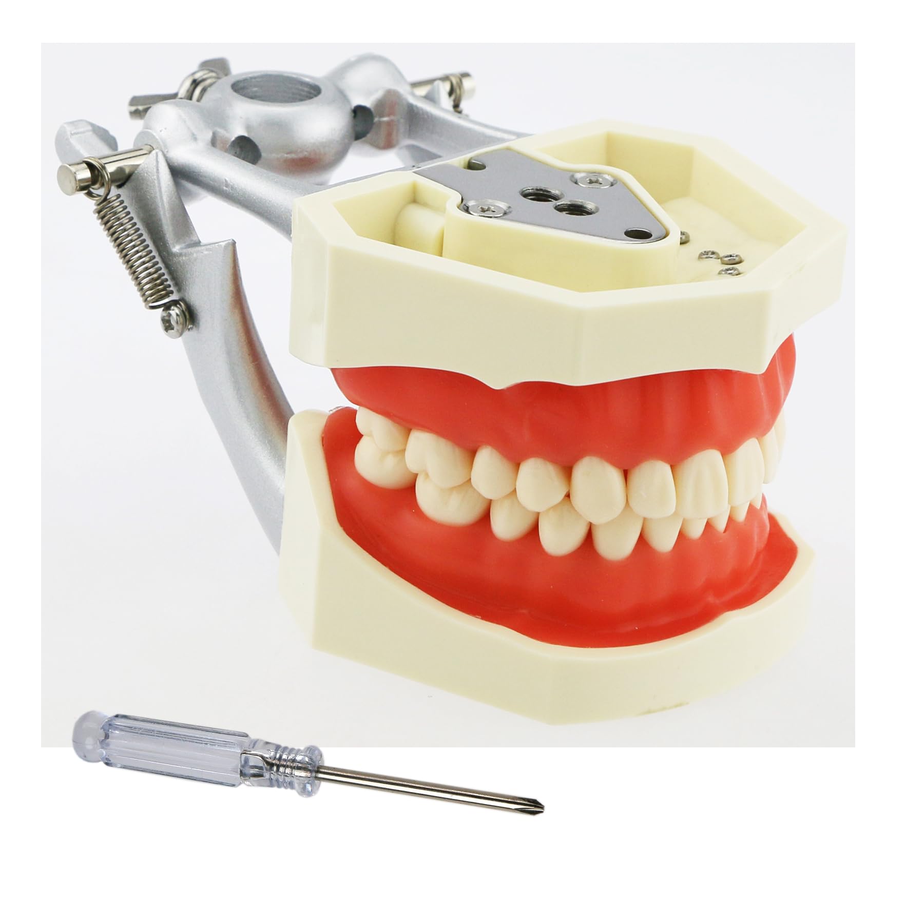 Amazon.com: Typodont Teeth Model Standard Size with 28 Removable