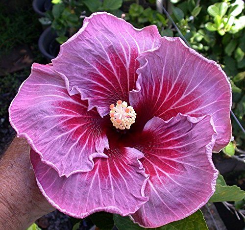 Tropical hibiscus unrooted cutting