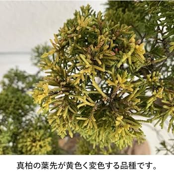 【樹高 45.5㎝ 真柏盆栽】　　　　⭕見応えある一品❗ 盆栽 真柏 樹高 約35cm しんぱく 高級盆栽 Juniperus chinensis