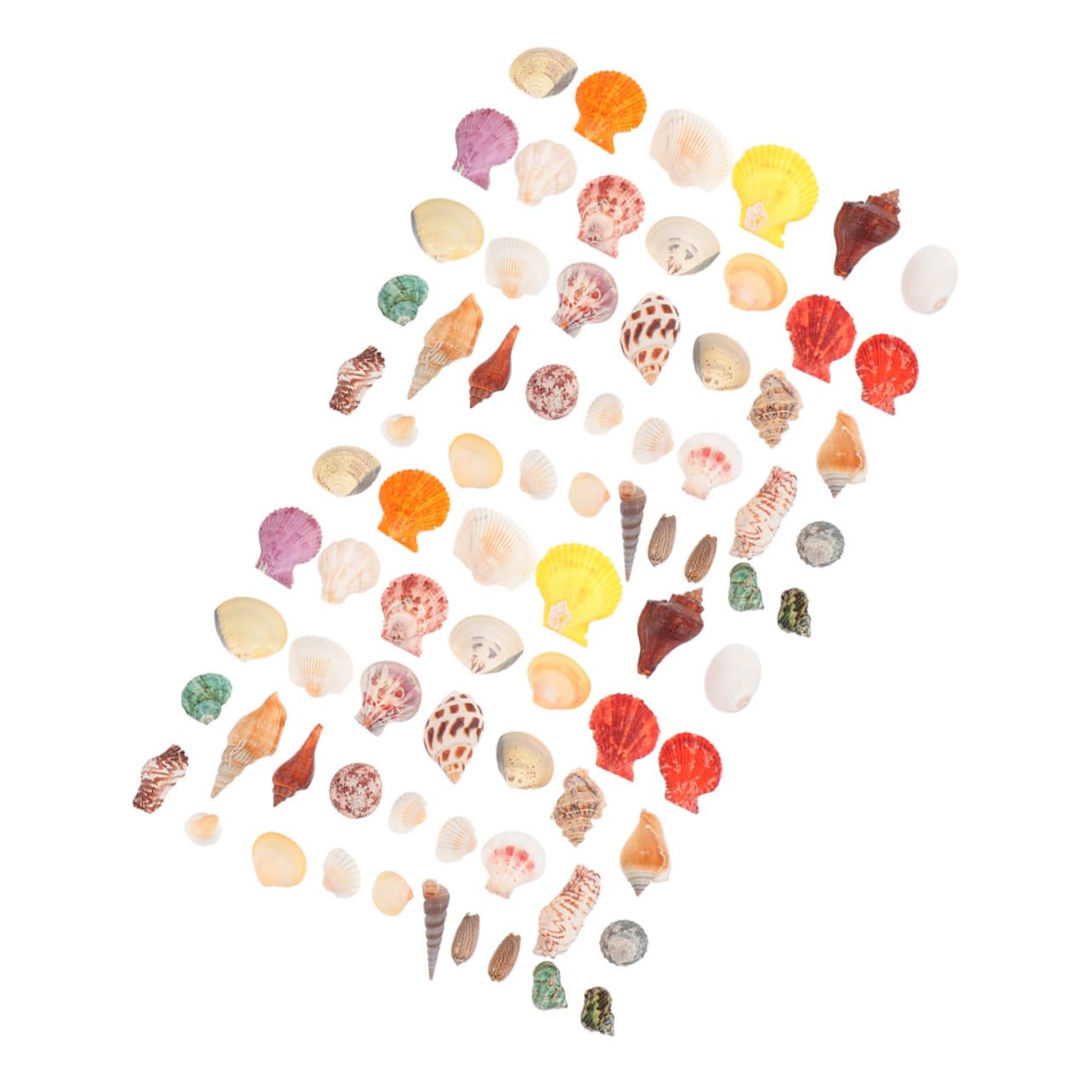 Zerodeko 2 Set Conchiglia Vuoto Substrato Spiaggia Decorazioni per Bomboniere Decorazioni Marine Decorazione di Conchiglie Dell'acquario Materiale di Riempimento del Guscio 160 Pezzi * 2