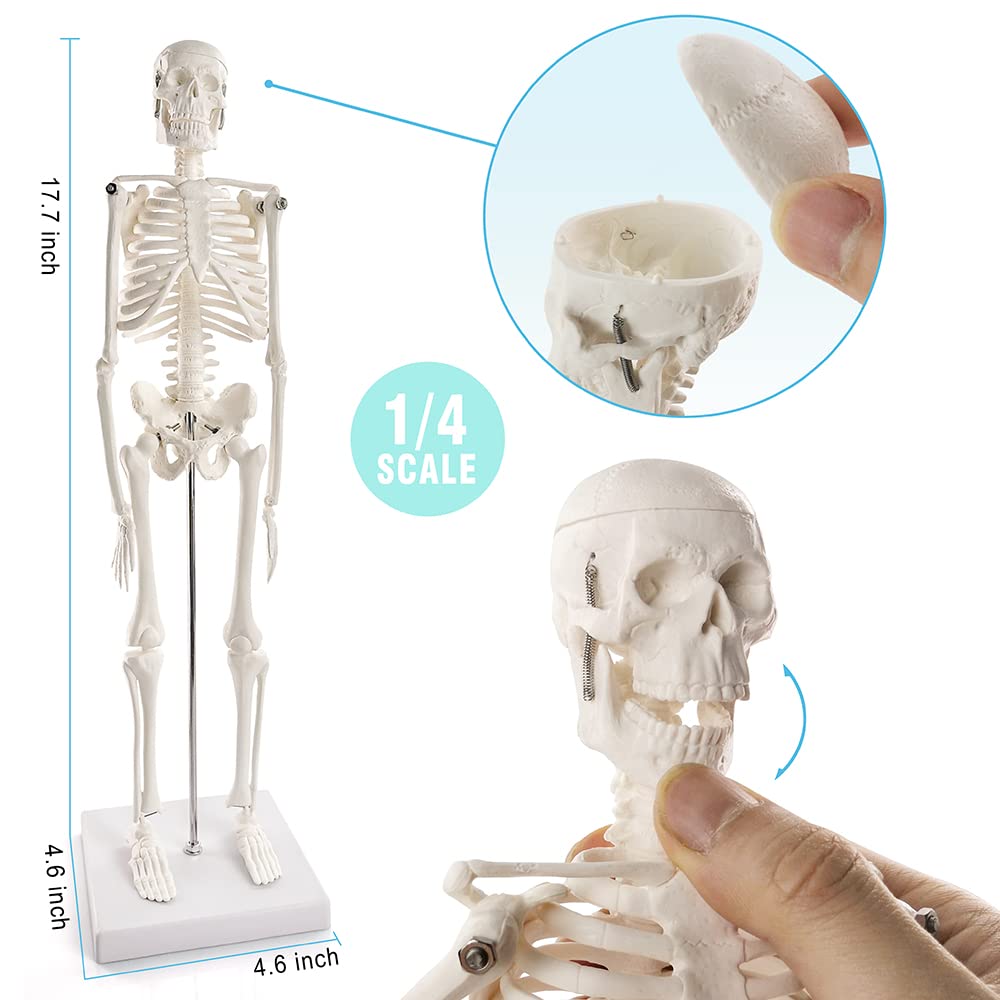 Human Body, Human Heart, Torso, and Skeleton Models - Anatomy Model Bundle Set of 3 Hands-On 3D Model Study Tools for Anatomy and Physiology with Guide Manual Medical Student or as Educational Kit