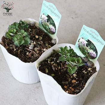 レア　ホワイトアンドマッカイ　猛禽ボトル3種　フィギュリン レア ホワイトアンドマッカイ 猛禽ボトル3種 フィギュリン