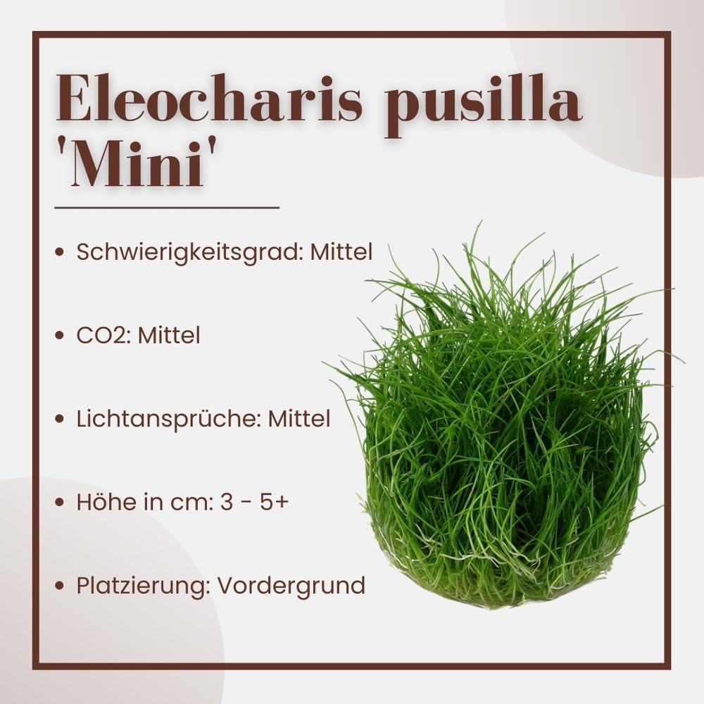 Plantas Aquaticas Lenteja De Agua Para Acuarios - Porción 10x10 Cm, Planta Acuática Resistente Acuario Decoracion Plantas