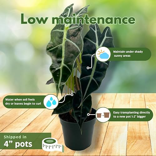 Miniatura 4 de BubbleBlooms Alocasia Surtido Set, ollas de 4 pulgadas, 10 Alocasias Frydek diferentes, terciopelo negro, Maharani, Escudo Regal, Bambino, Tiny