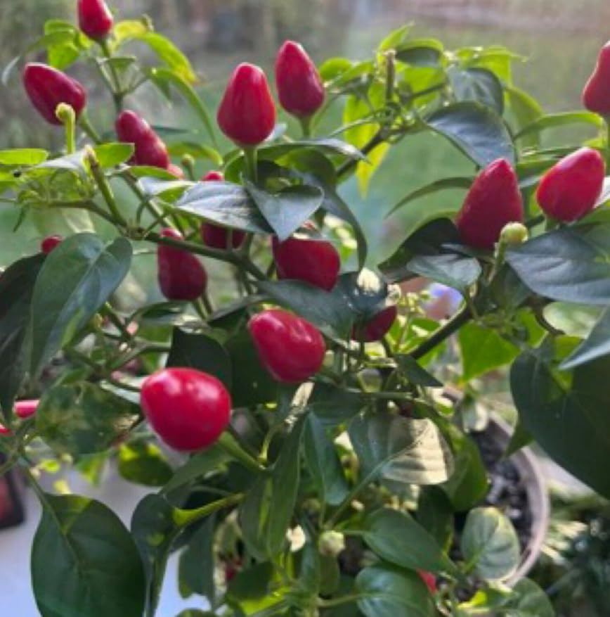 1 Pack of 10 SEEEDS Chilli Pepper - Hot Prairie Fire