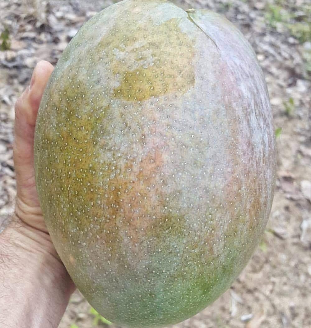 4Kg Mango Hybrid Fruit Plant & Tree For Home Garden 4 Kg Mango 1 Healthy Fruit Plant (1.5-3.5 Ft Hight) (B0D2FGQ8QK) Amazon Price History, Amazon Price Tracker