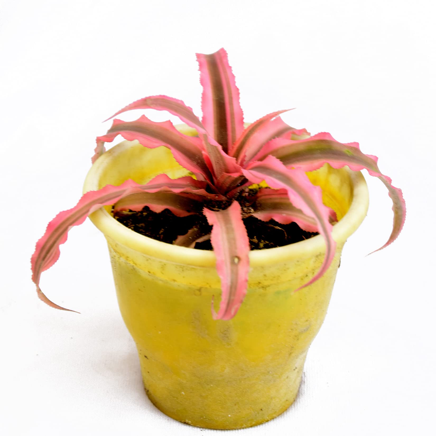 Cryptanthus Pink StarCryptanthus Pink Star-image-19
