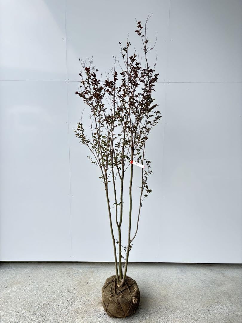 Amazon.co.jp: 種 サルスベリ ブラックパール ライトピンク 樹高1.9m位