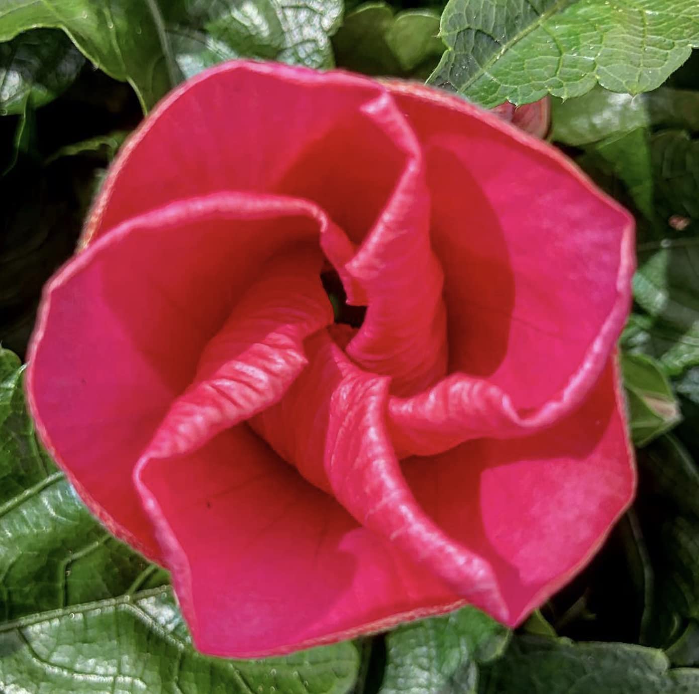 Hibiscus Plant Sunny Bordeaux - red Blooms - in 13 cm Pot : Amazon