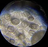 Review Image by jerry gray jerry gray