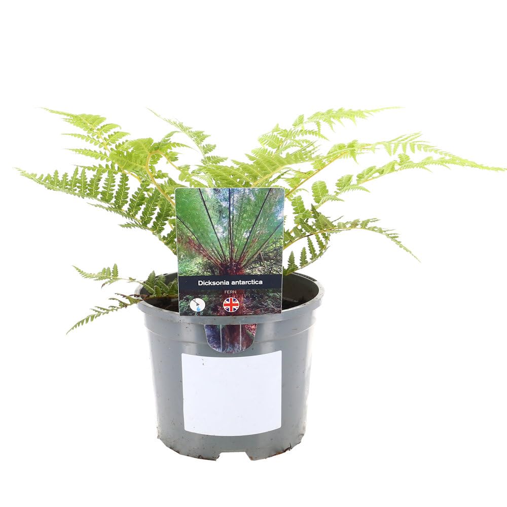 Dicksonia Antarctica - 2L Pot (Live Plants)