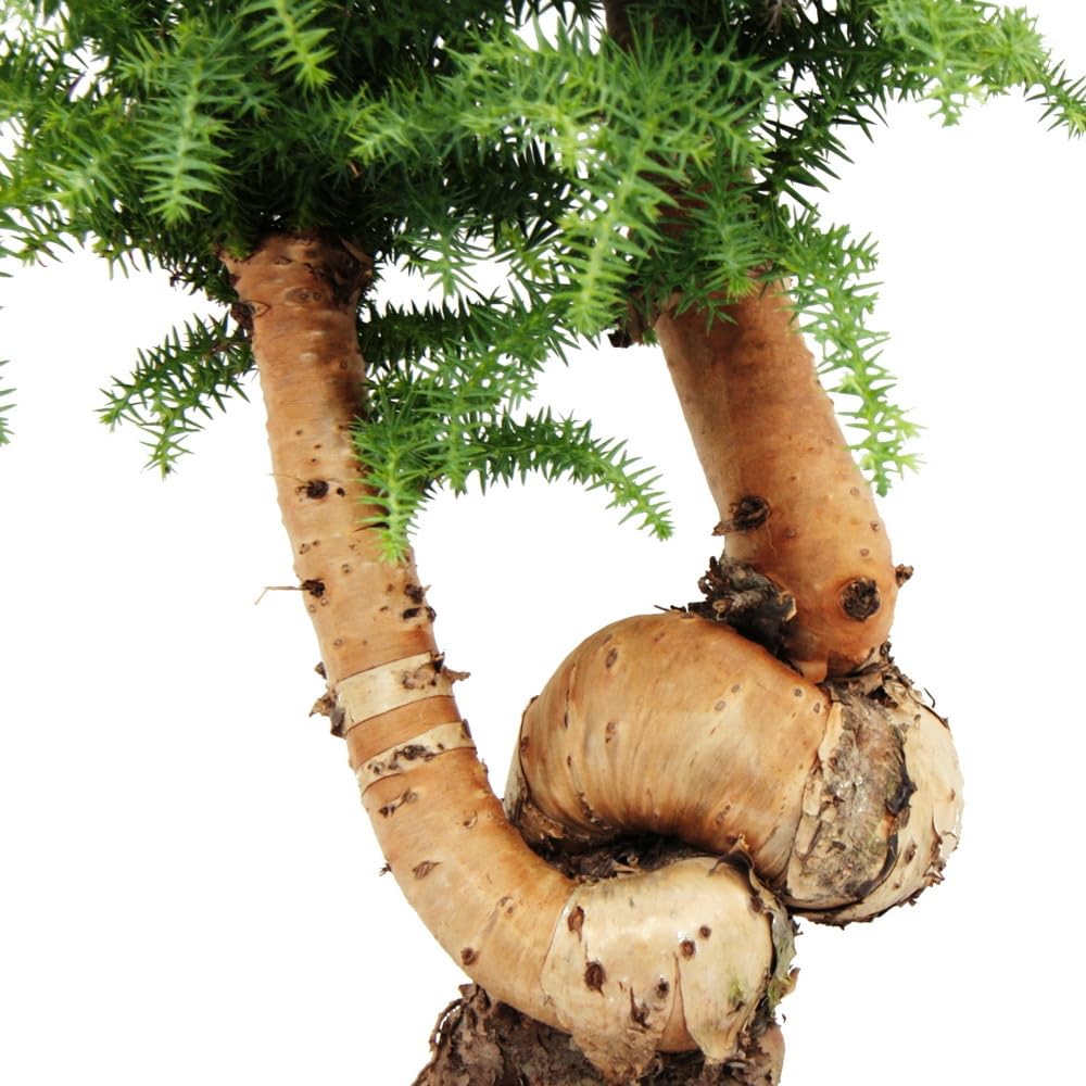 Zimmerbonsai Araucaria cunninghamii Zimmertanne 26cm Schale Schwarz Keramik