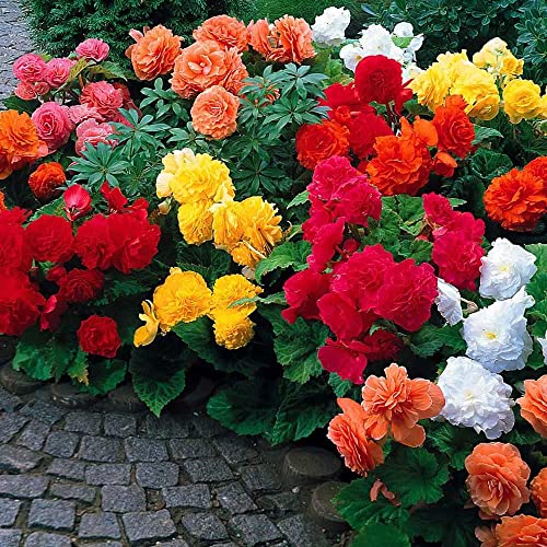 Begonia Flower Bulb Mix - Colorful Showy Blooms - Assorted Colors - Ships from USA (3 Bulbs)