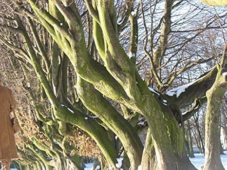 Portal Cool Bosque Bonsai Los árboles de haya Fagus sylvatica Europea 10 Semillas Winterhardy