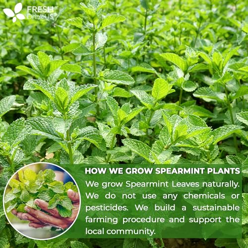 Image of FreshDrinkUS, Premium 50 Spearmint Tea Bags, 100% Natural Spearmint Leaves. Loose Leaf Spearmint Herbal Tea. Spearmint Leaf Tea. No Sugar, No Caffeine, No Gluten, Vegan.