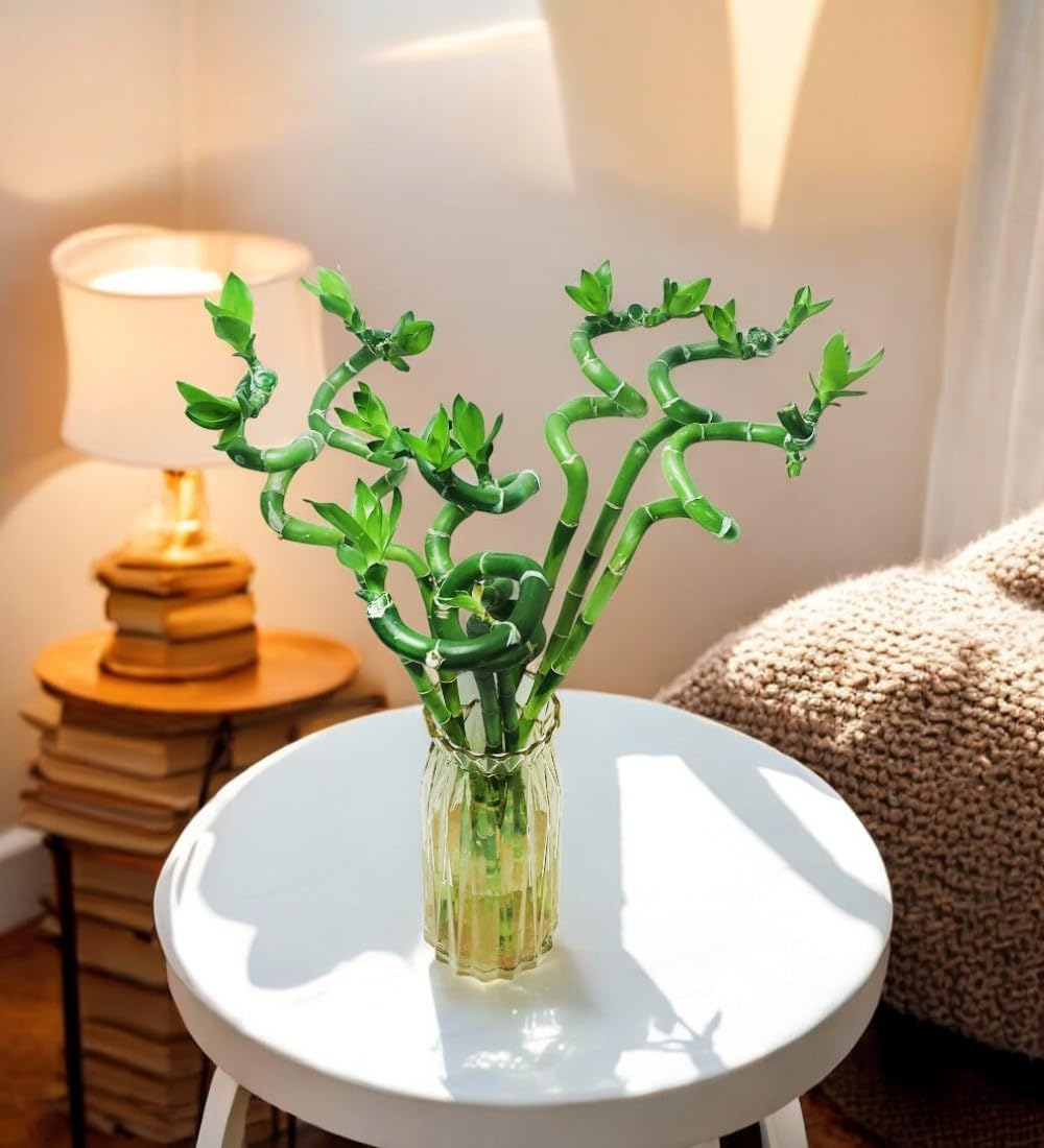 PLANTSGURU Lucky Bamboo Spiral Sticks (Pack of 3 Sticks, Pot not Included) (30CM)-image-48
