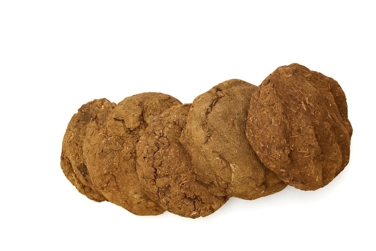Digital Mart Cow Dung for Pooja,Gobar ke Upale,kande for Havan Puja(Pack of 5)-image-41