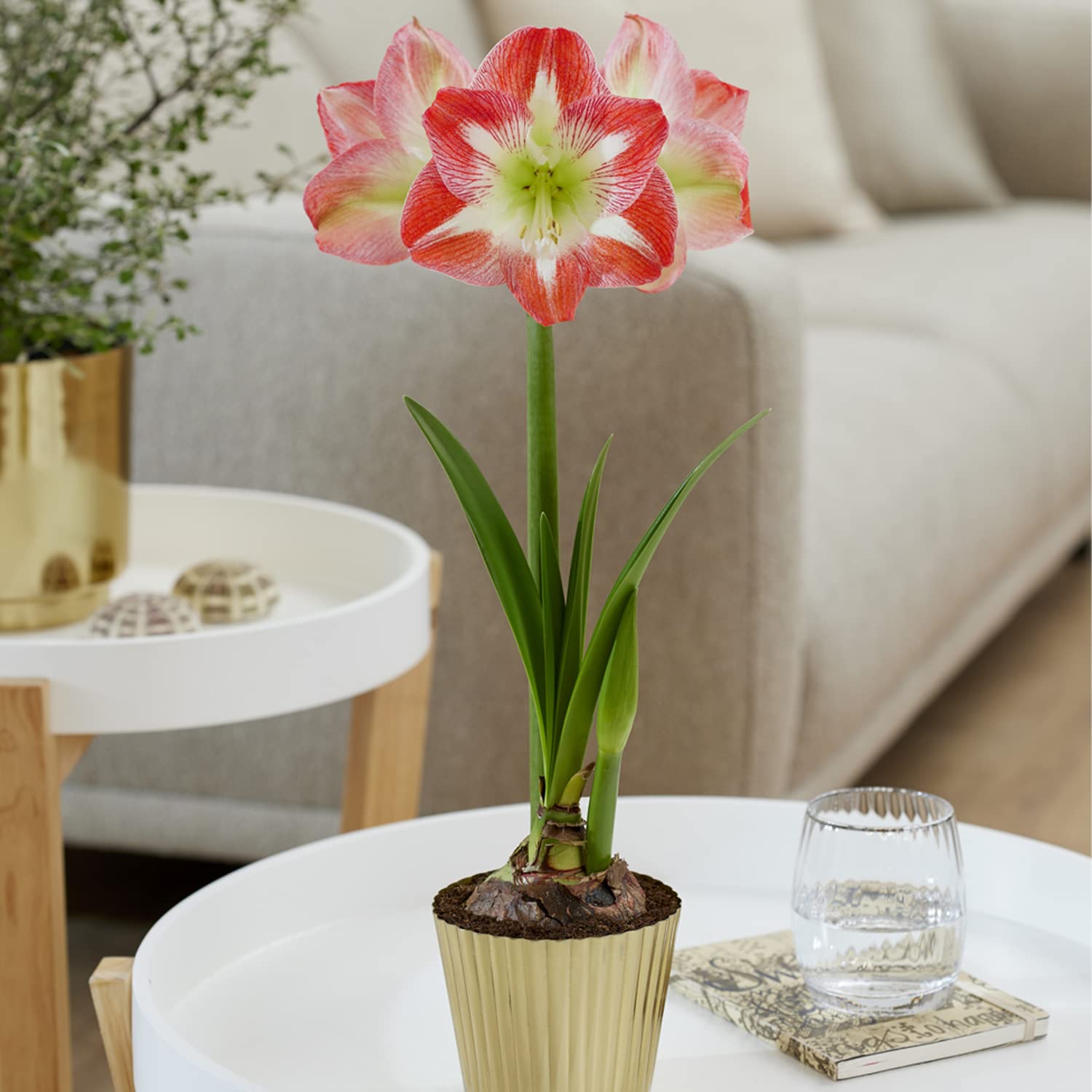 VAN ZYVERDEN Amaryllis Kit Minerva with Small Fluted Iron Faux Brass Finish Bulb Planter, Pink, Set of 1 Bulbs