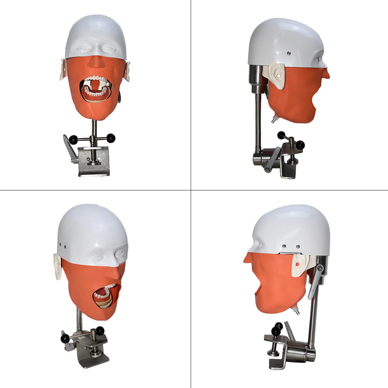 Modello Di Testa Di Phantom Dentale, Simulatore Dentale Phantom Head Training Per Dentisti Assistenti Dentali Pratica Dentista Insegnamento Modello Di Pratica, Con Montaggio Su Banco,Sicuro E Inodore