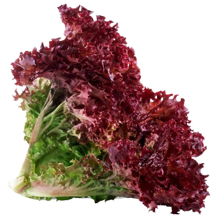 Udanta Seeds Vegetable Seeds- Lettuce Red F1 Hybrid For Winter Gardening (Pack Of 20-30 Seeds) on Affordable Pack (B0BLN1MD57) Amazon Price History, Amazon Price Tracker