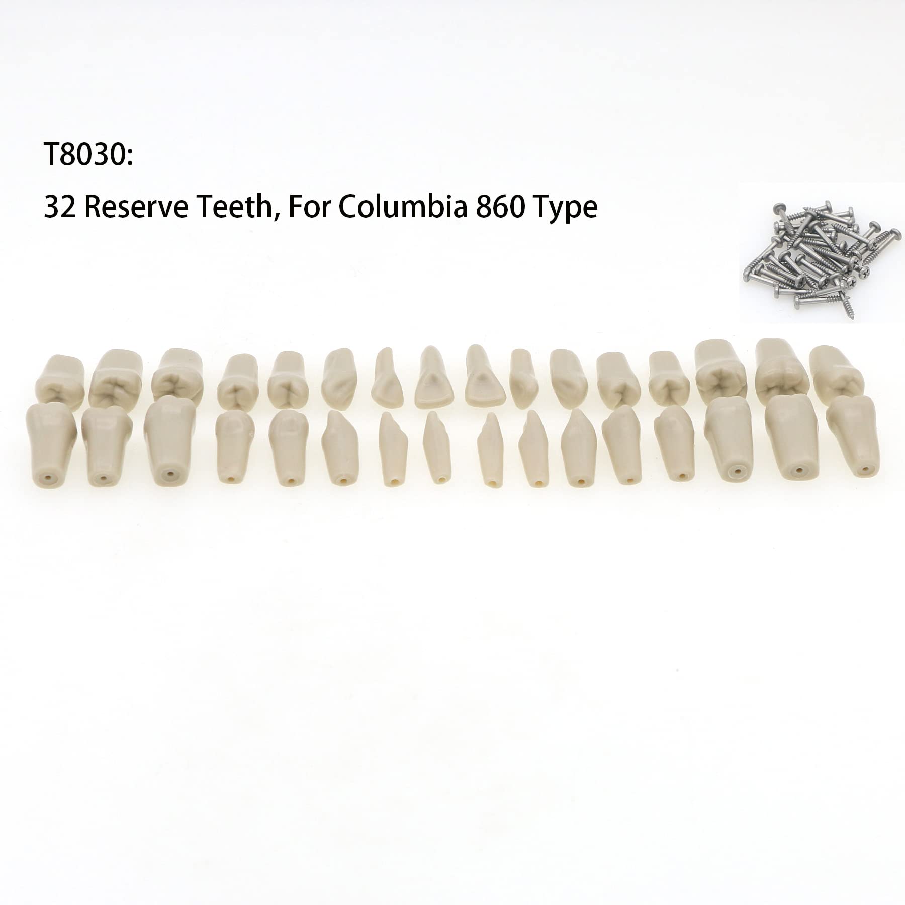 Bulunde Dental Typodont Practicing Teeth Model Fit Columbia 860 Type (T8030 32 Reserve Teeth Columbia 860 Type)