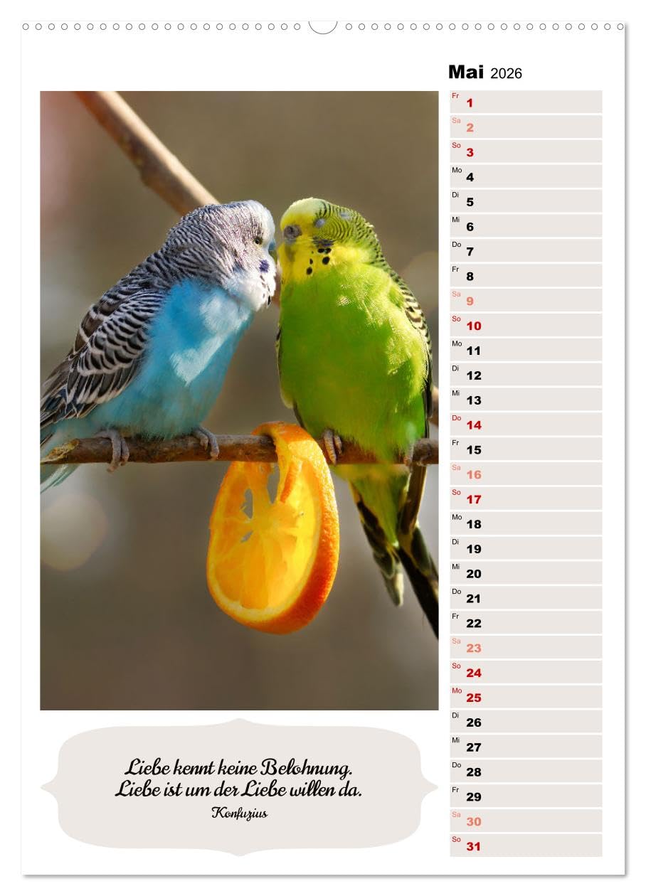 Niedliche Wellensittiche (hochwertiger Premium Wandkalender 2026 DIN A2 hoch), Kunstdruck in Hochglanz: Verspielt, fröhlich, friedlich und genügsam (CALVENDO Tiere)