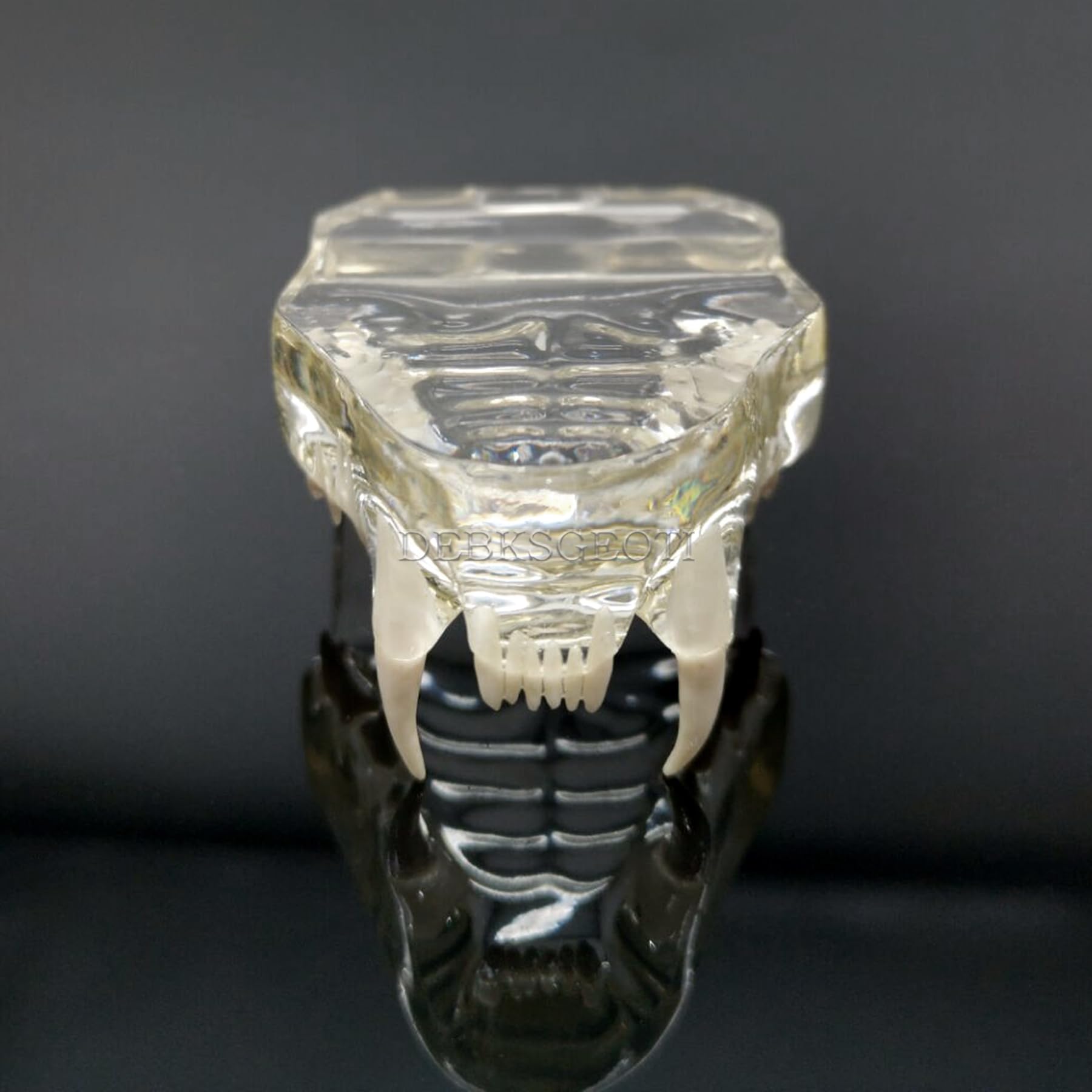 Dental Cat Oral Typodont Modelo de dientes transparentes Clínica de mascotas Mandíbula de dientes anatómicos para caninos veterinarios Oficina Educación Decoración Demostrar (Modelo de