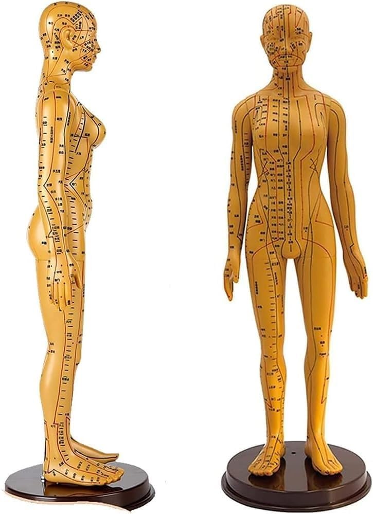 KJZQXYX Human Body Acupuncture Model, 52cm Male Female Pressure Point and Meridians Model,Clear and Easy To Check, for Teaching Demonstration (Female)