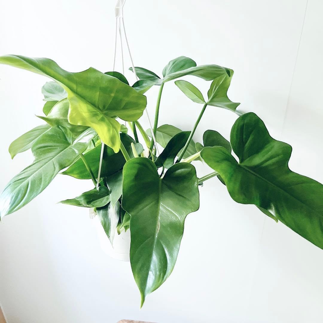 チャン・デヒョン FEEL GOOD トレカ コンプリート