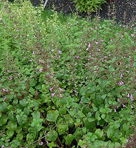 Bergminze Calamintha sylvatica für naturnahe Gärten