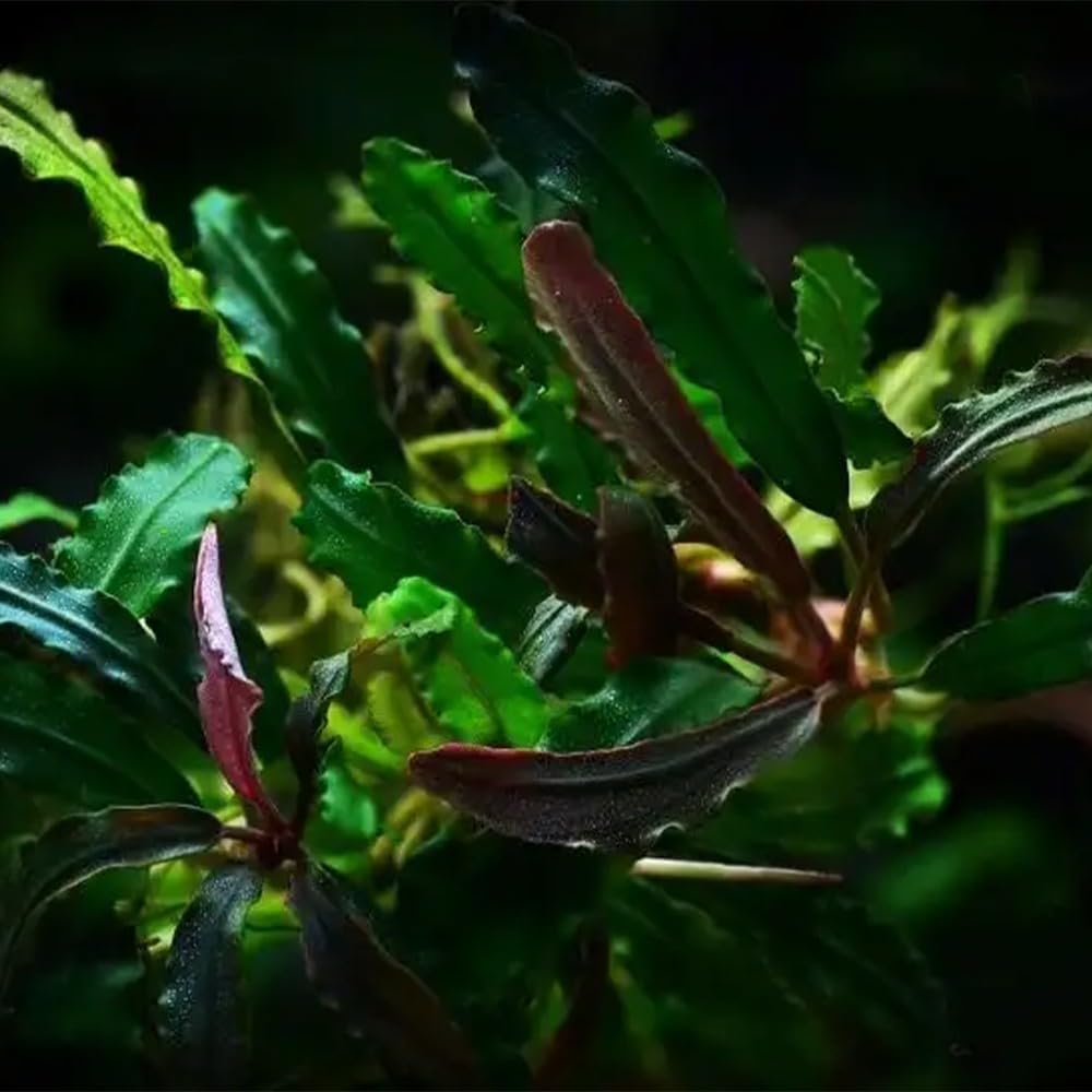Bucephalandra in Vasetto – Piante Epifite per Acquario Dolce, Crescita Lenta