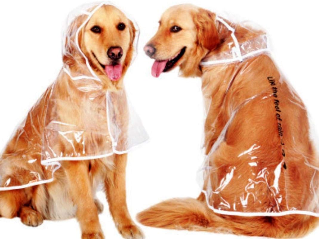 transparent dog raincoat