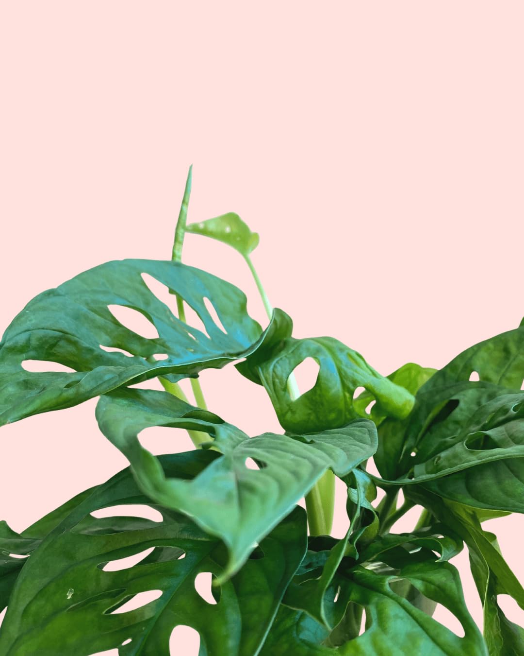 PUR PLANT Monstera Adansonii Hidroponia | Monstera Monkey Hidroponia | Planta Natural De Interior Tropical y Premium | Cultivo Sin Tierra Moderno | Maceta De Ø12 cm