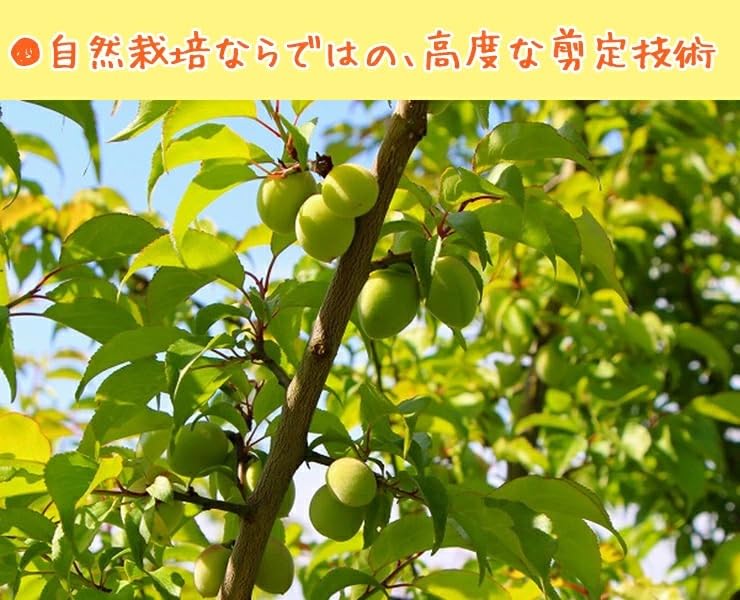 Amazon.co.jp: 無農薬 南高梅 （5kg） 自然栽培 農薬不使用 肥料不使用